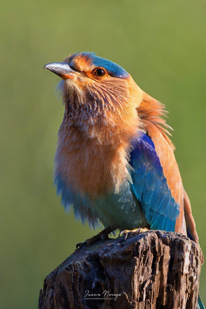 India Fauna 10 Topaz Exposure Color