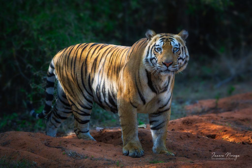India Fauna 13