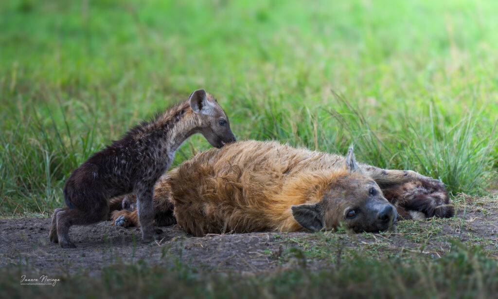 Masai mara 12