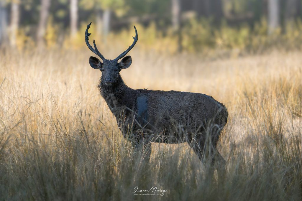 India Fauna 1