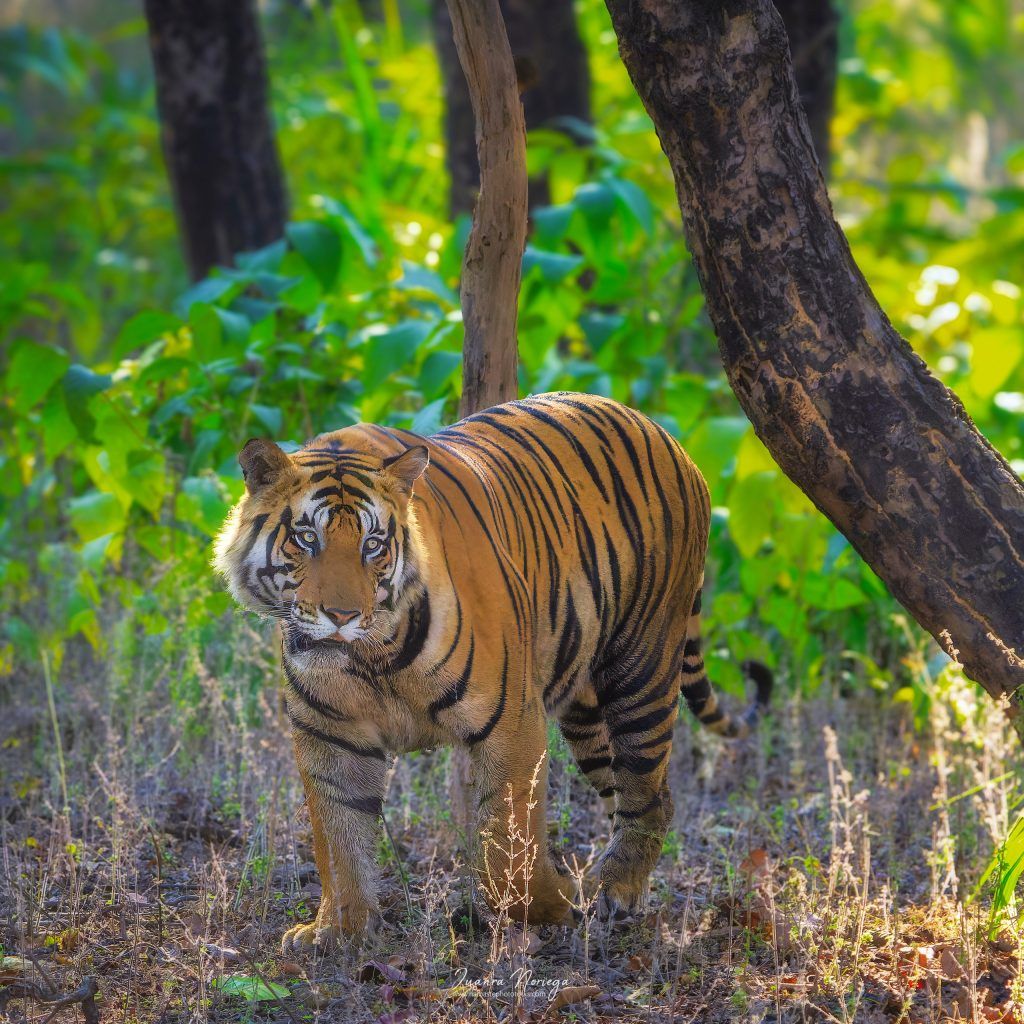 India Fauna 11