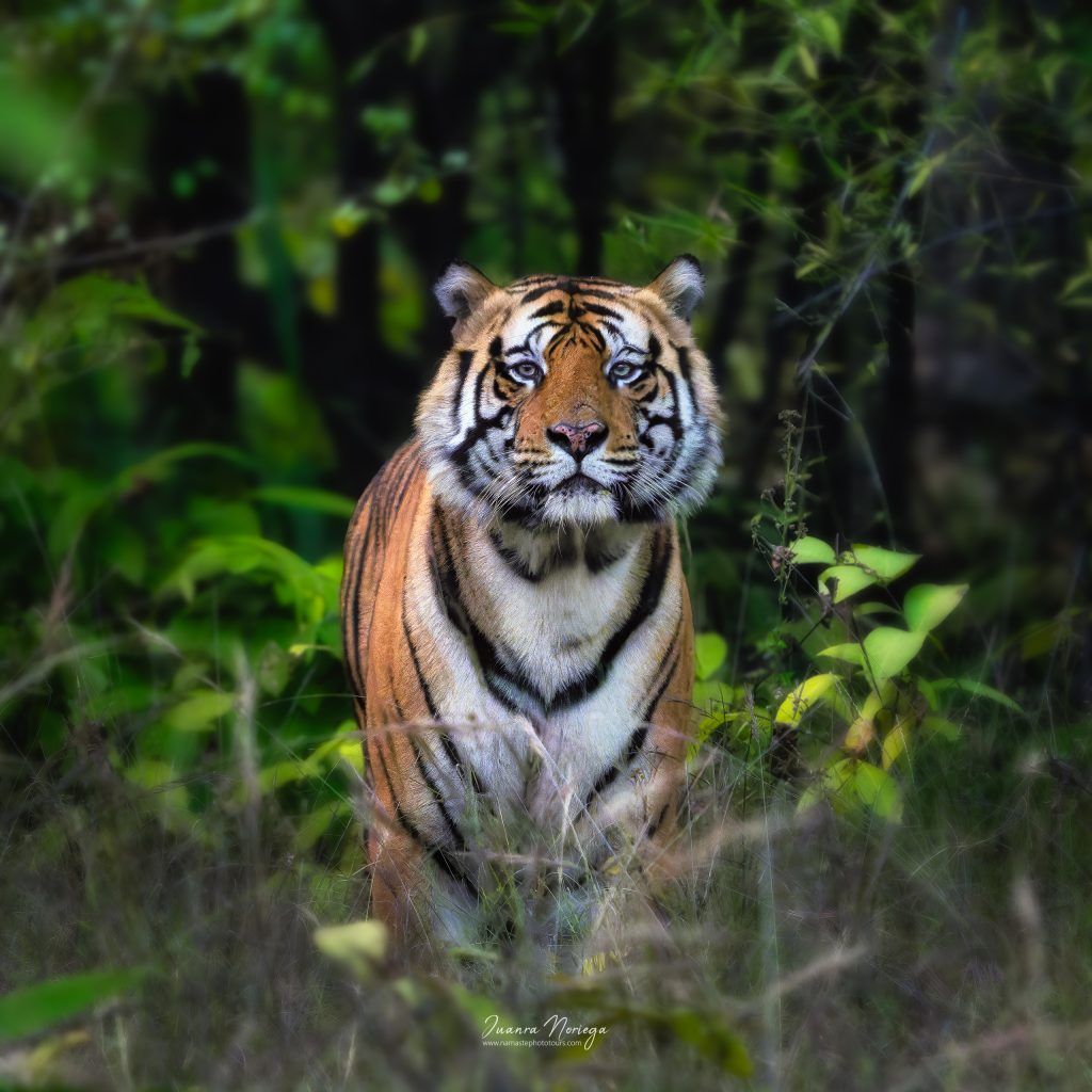 India Fauna 12