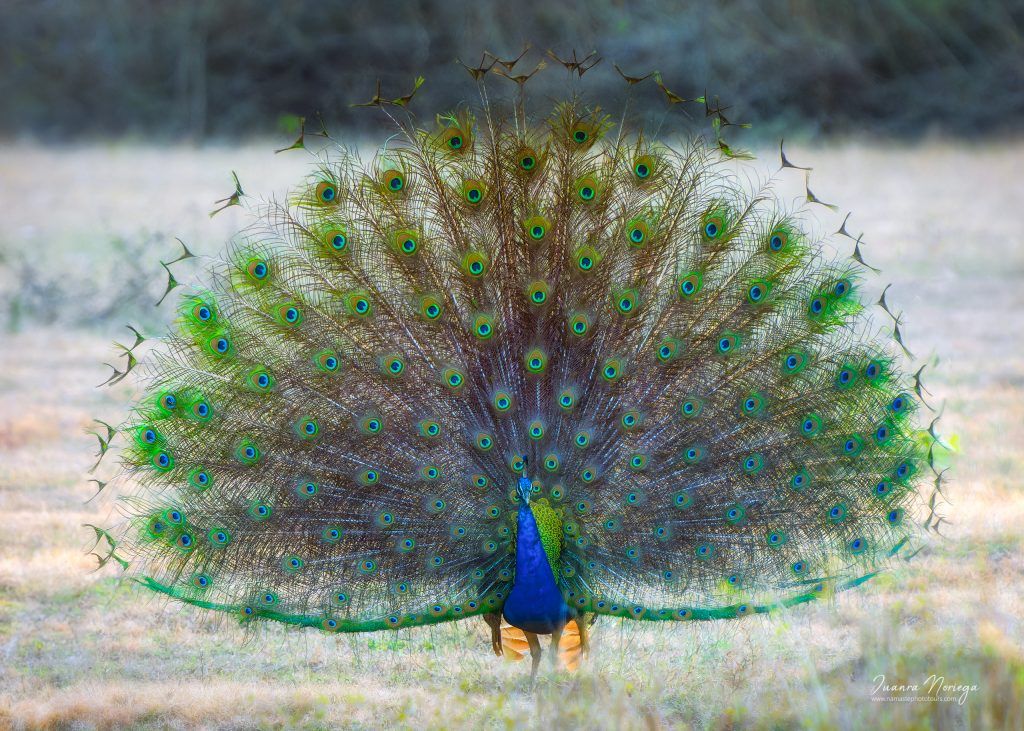 India Fauna 14