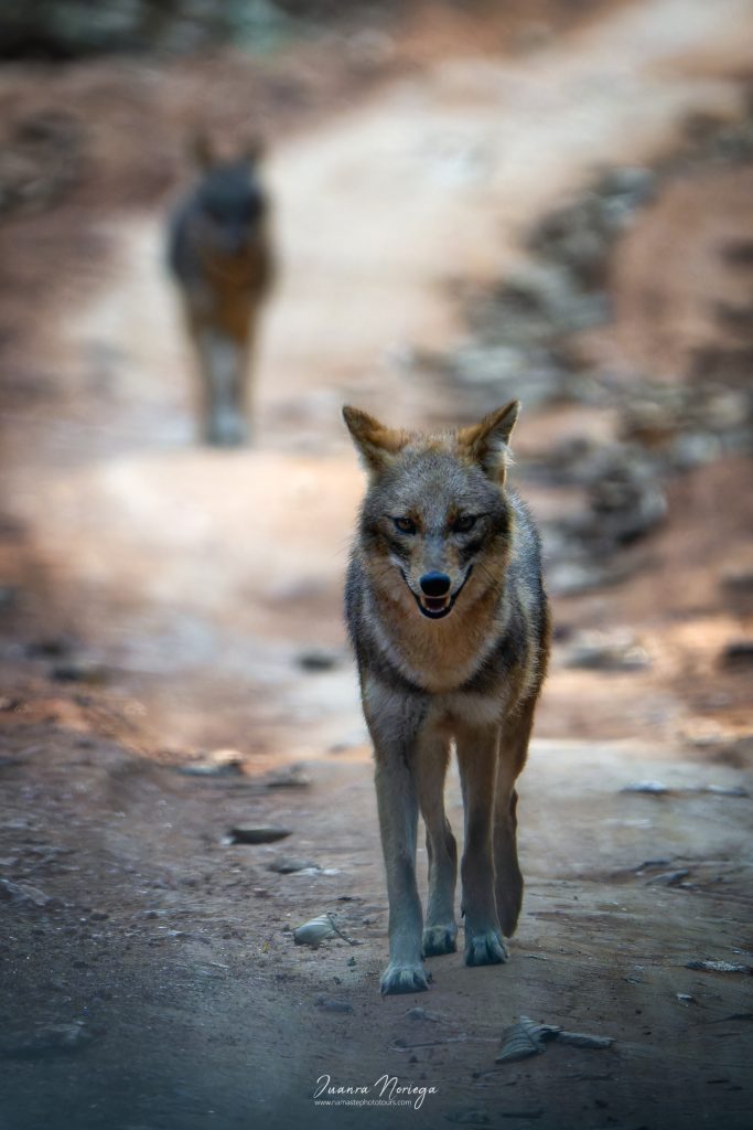 India Fauna 4