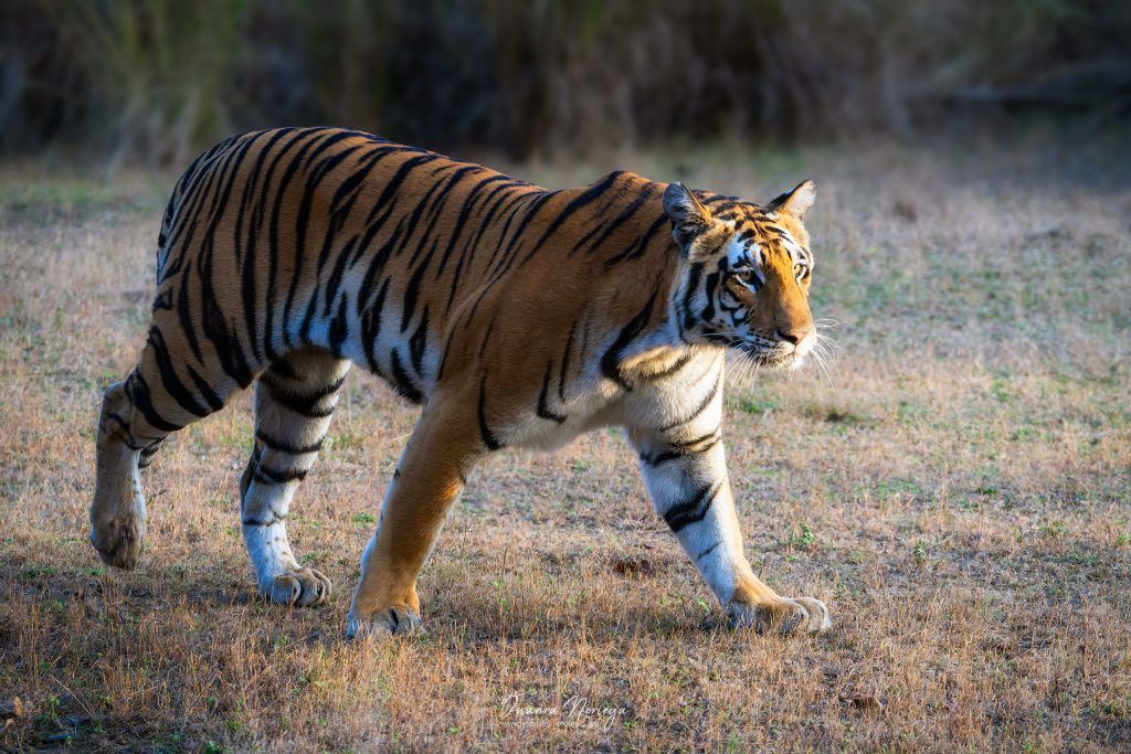 India Fauna 5
