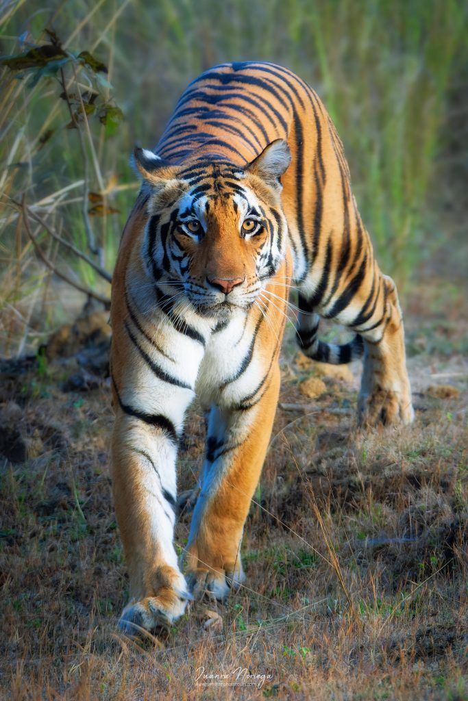 India Fauna 6 New