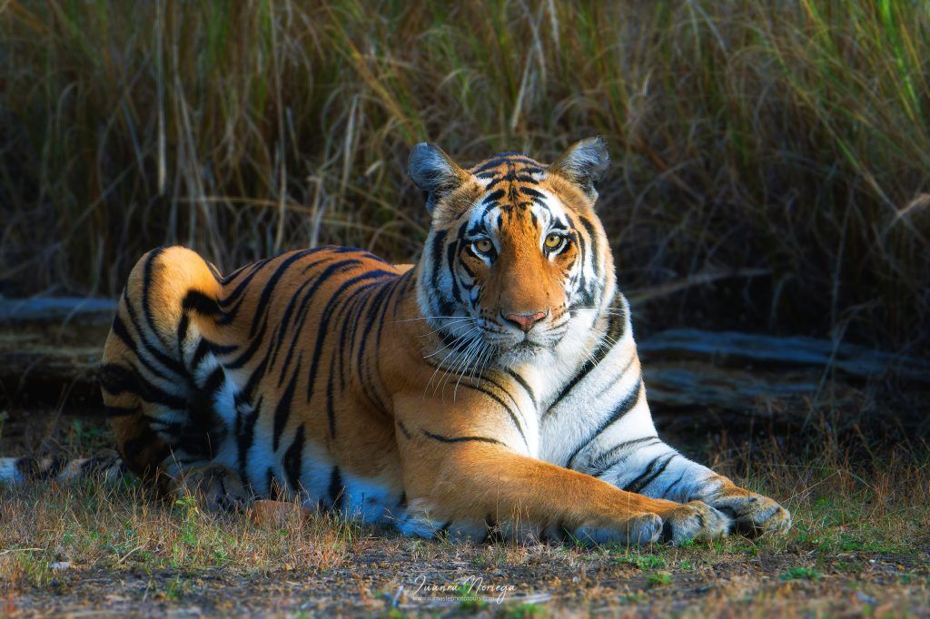 India Fauna 7 New