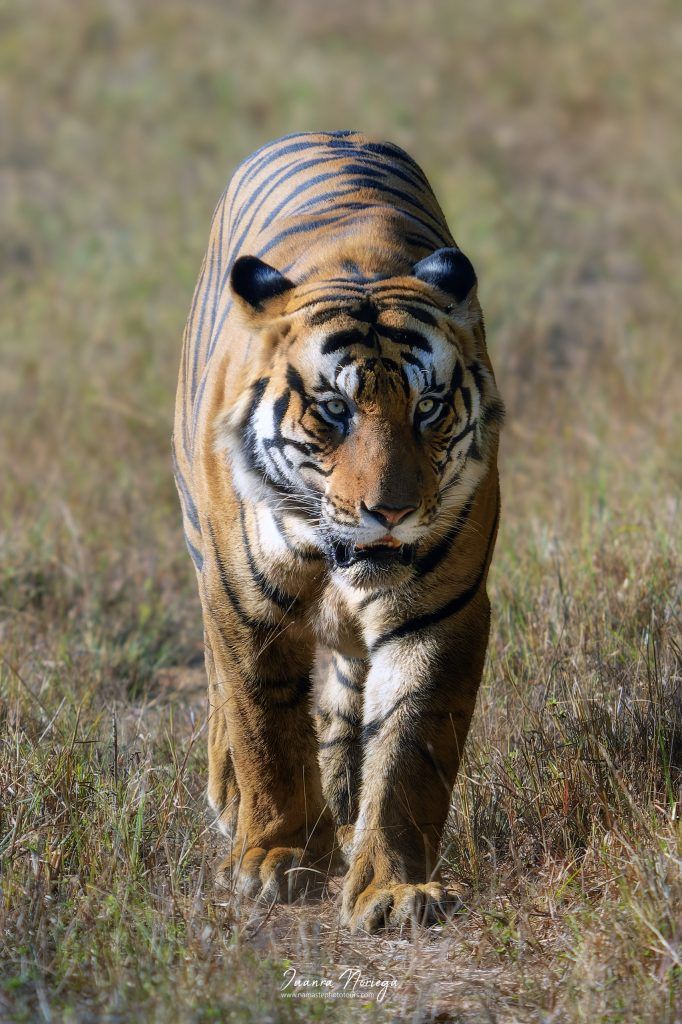 India Fauna 9 New
