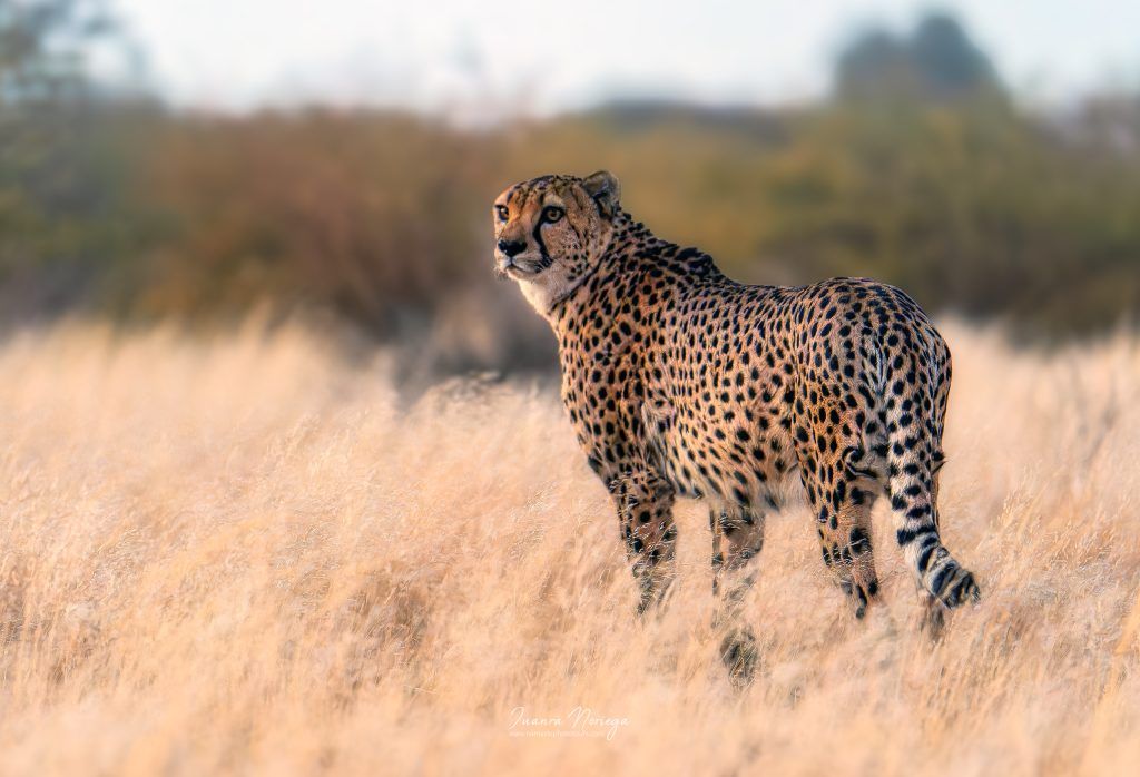 Namibia38