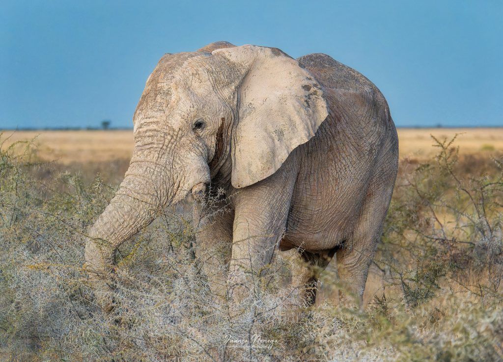 Namibia39 New