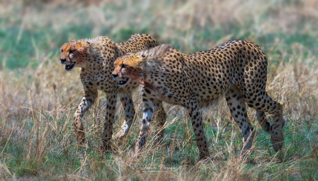 Tanzania17 New