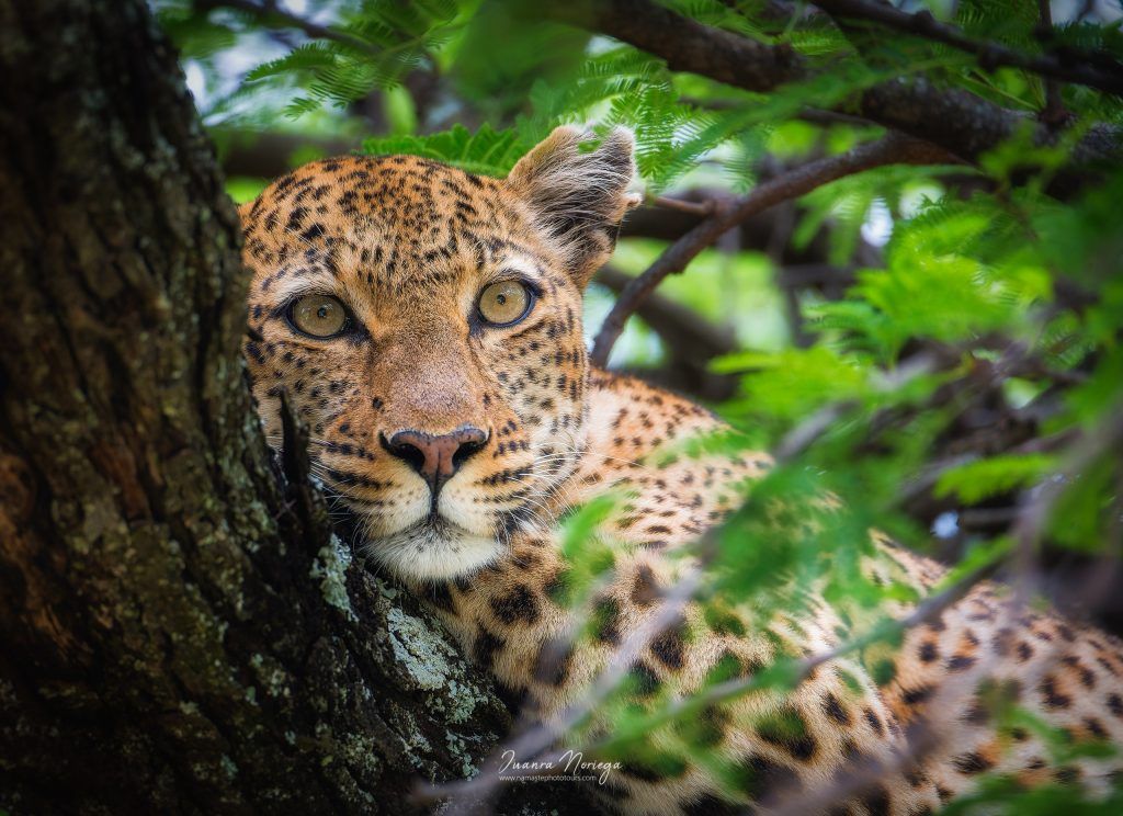 Tanzania1 New
