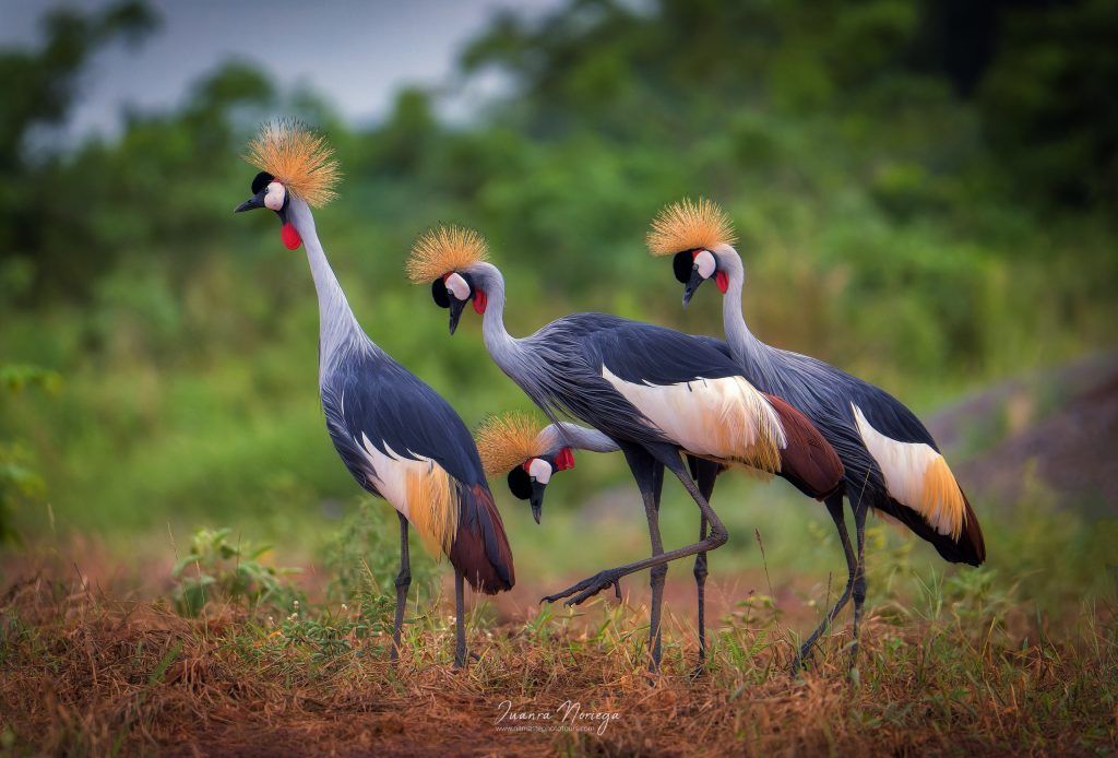 Uganda19 New
