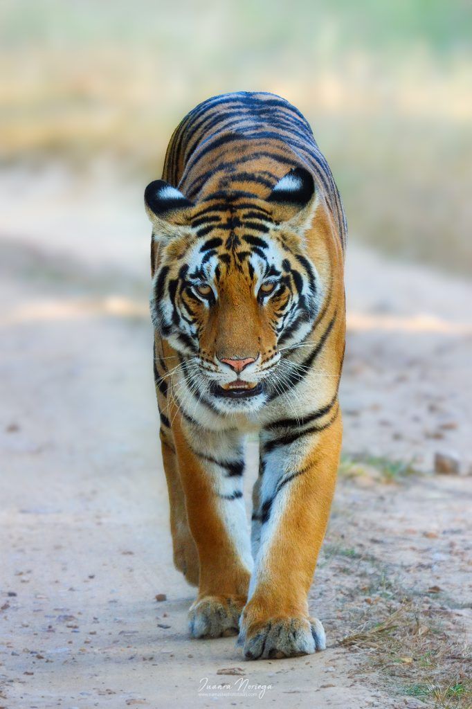 India Fauna 16