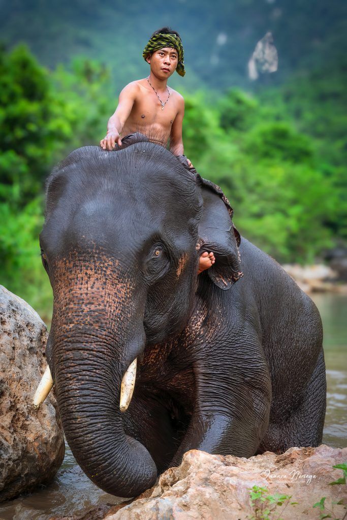 Mahut Elefante1 Mandalay