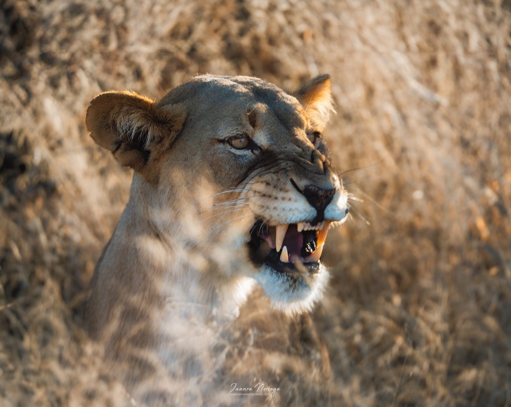 Namibia46
