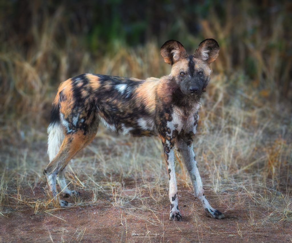 Namibia48