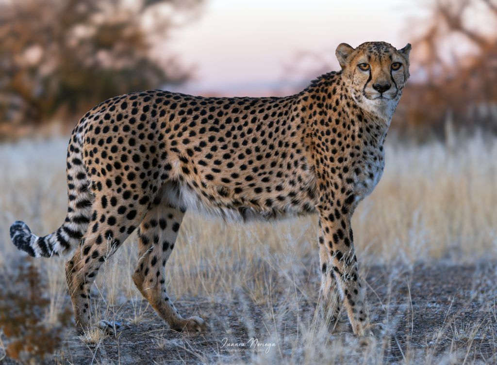 Namibia49