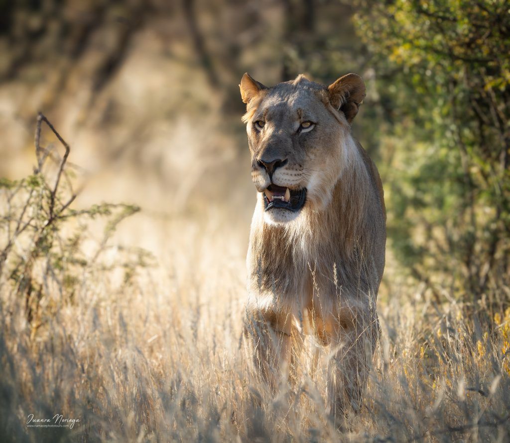 Namibia54