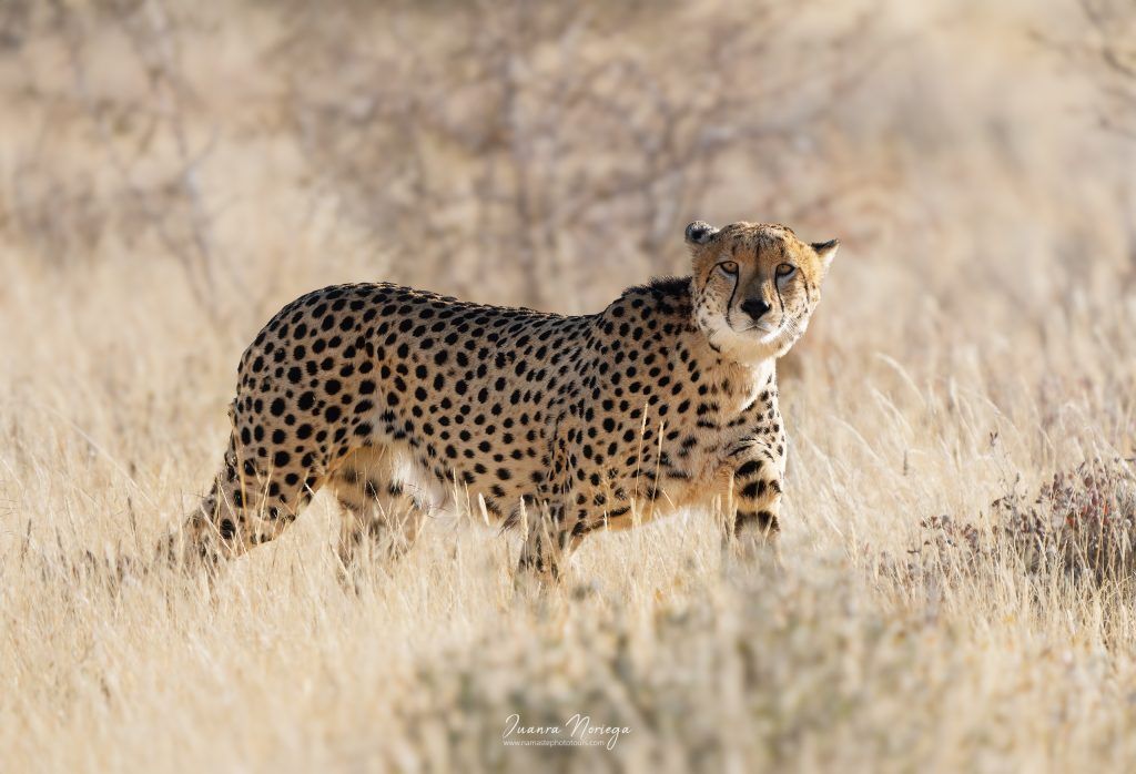 Namibia55