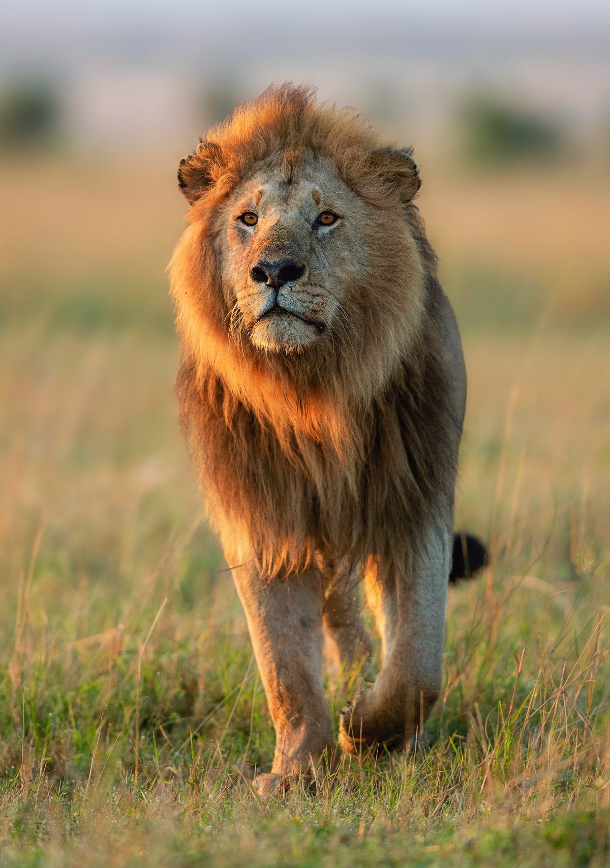 Masaimara12