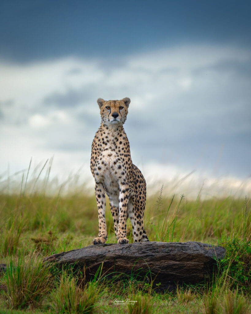 Masai mara 1
