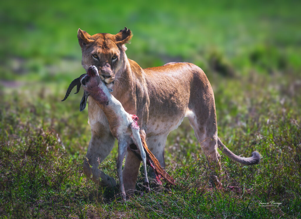 Masai mara 7