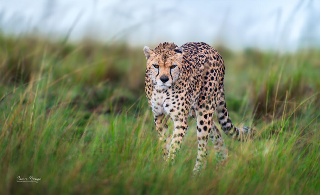 Masai mara 2