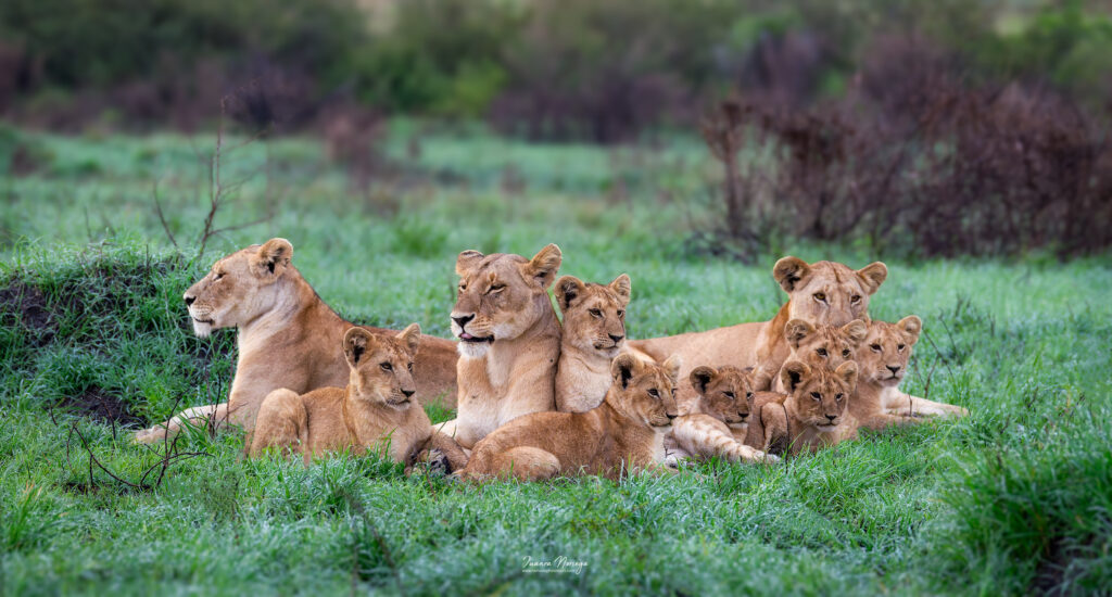 Masai mara 14