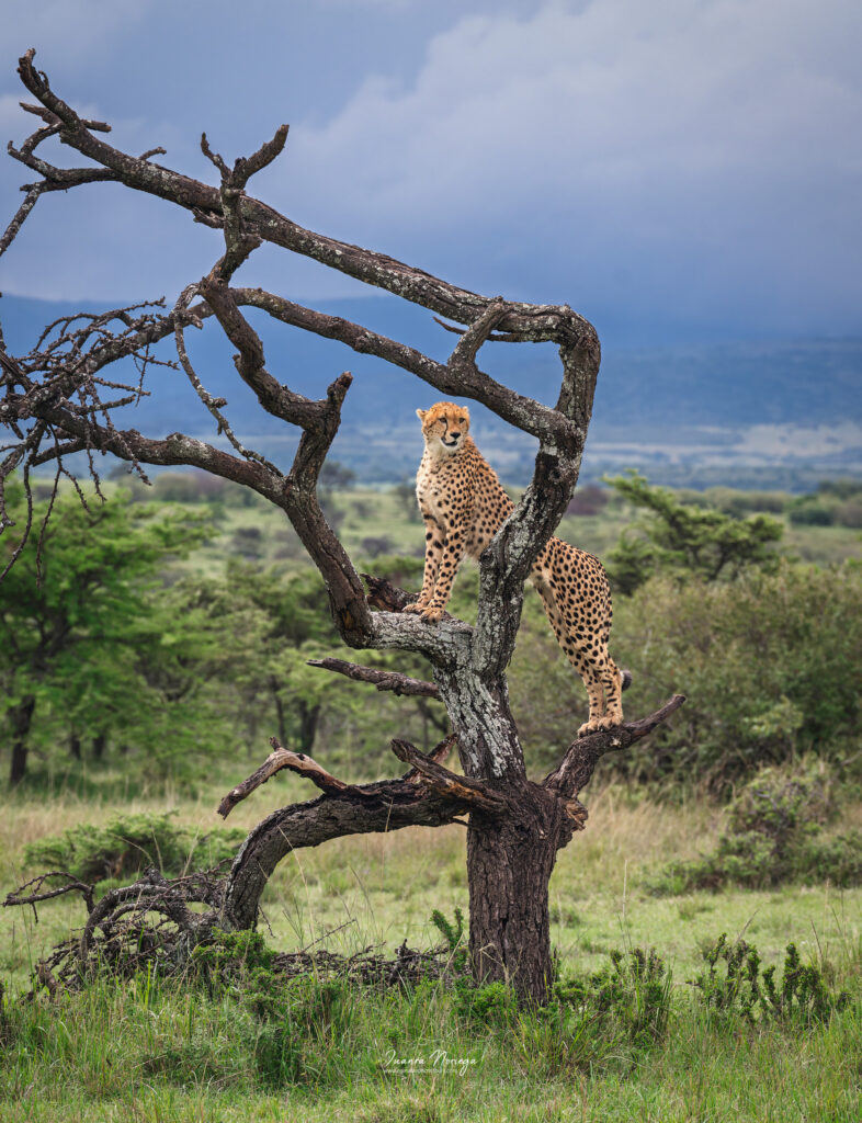 Masai mara 16
