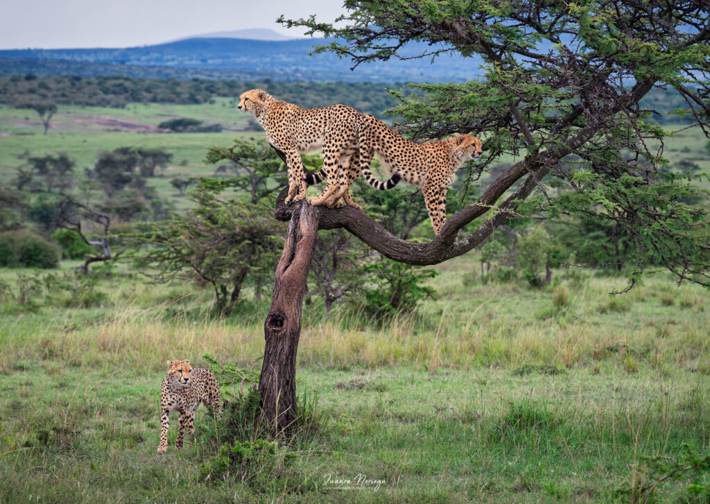 Masai mara 17