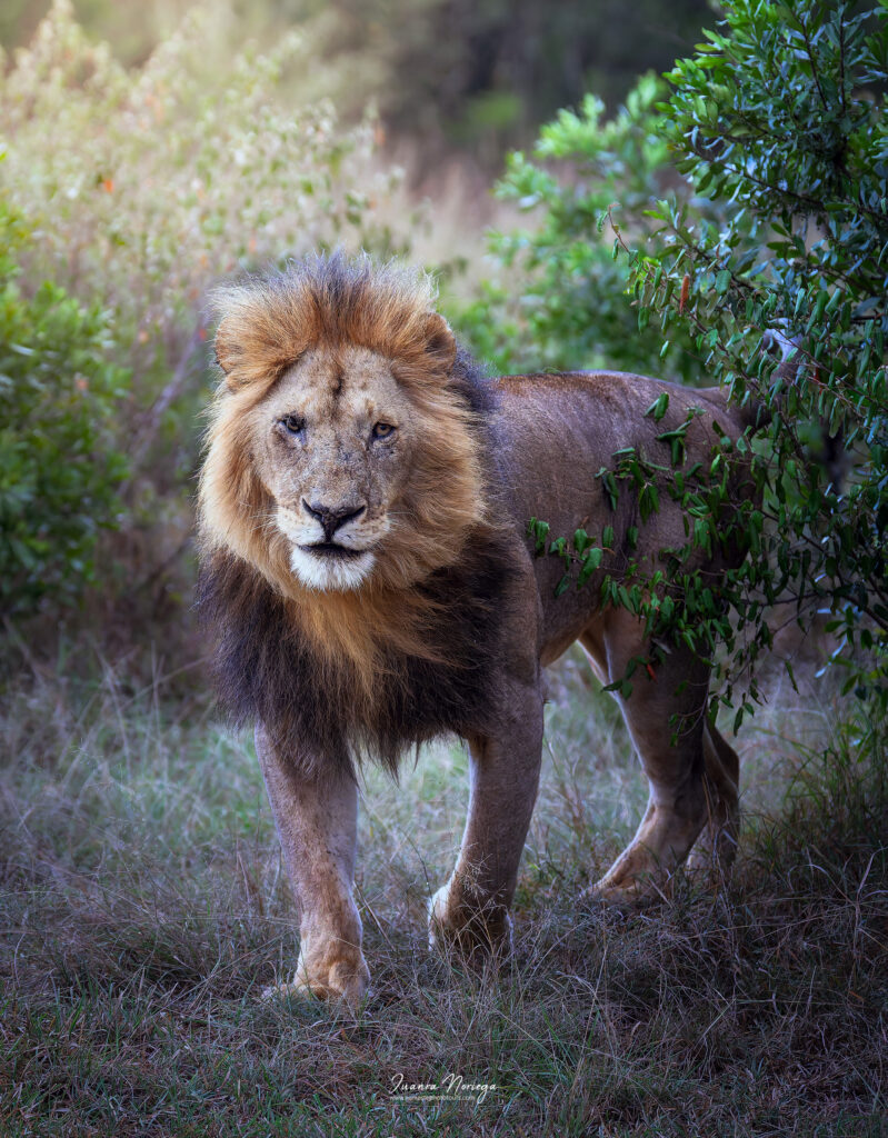 Masai mara 18