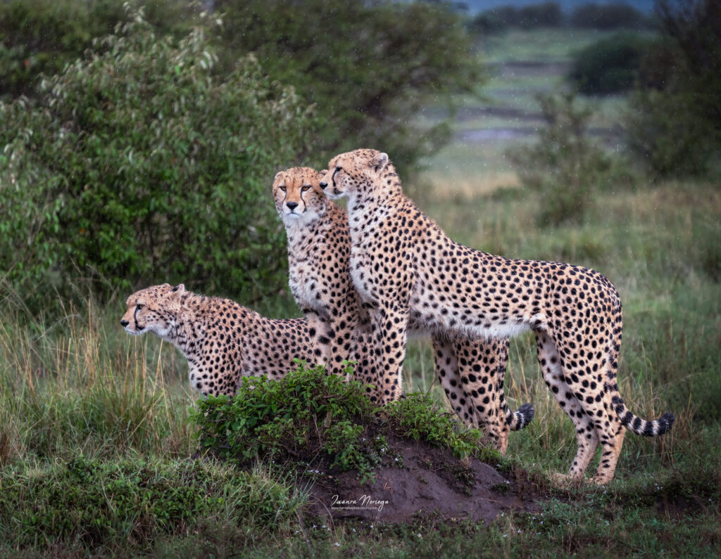 Masai mara 19