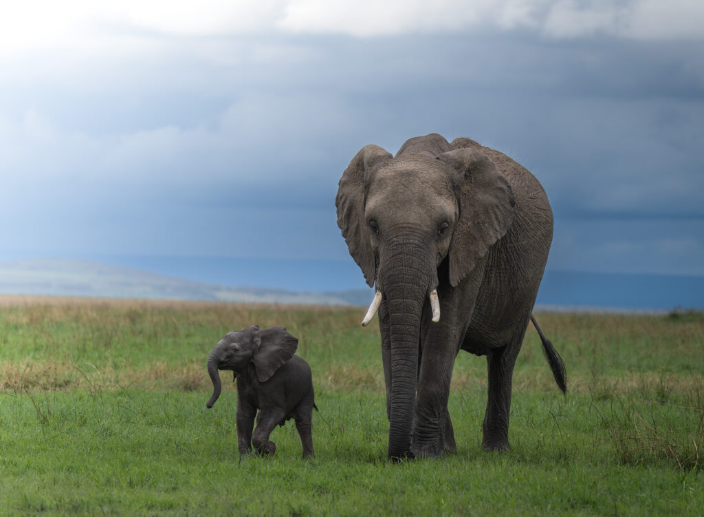 Masai mara 20