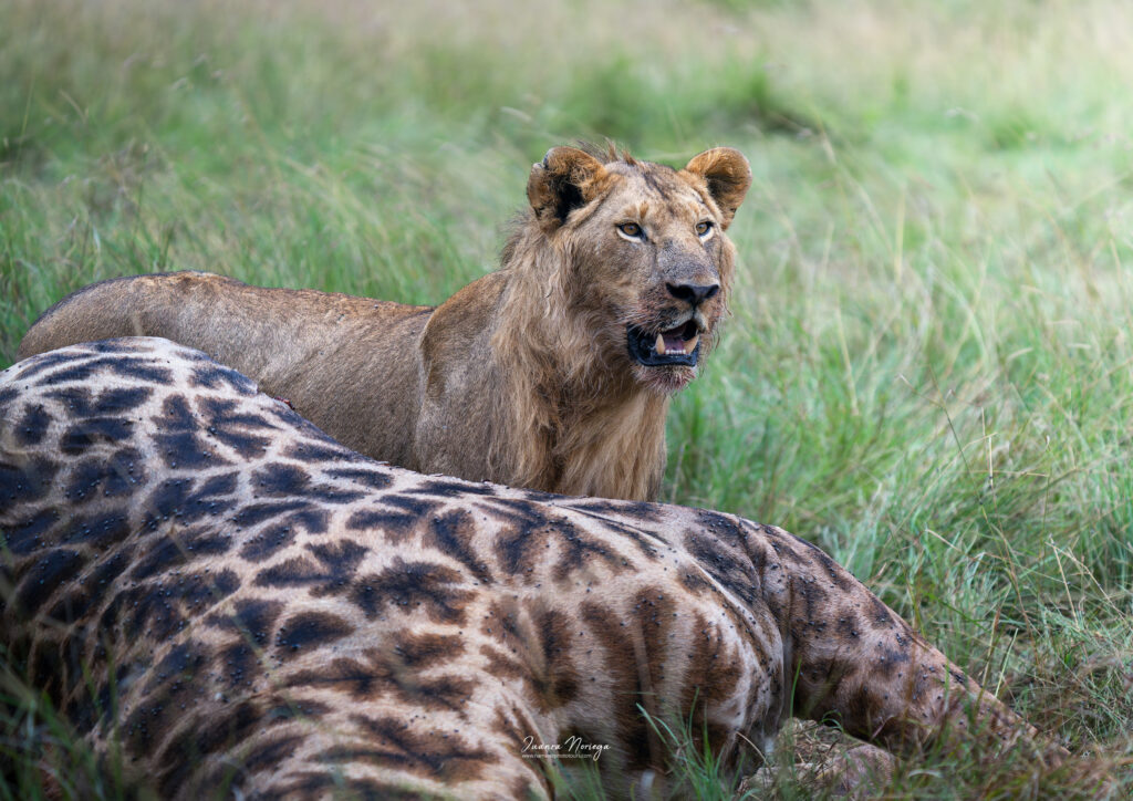 Masai mara 21