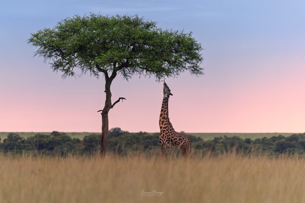 Masai mara 23