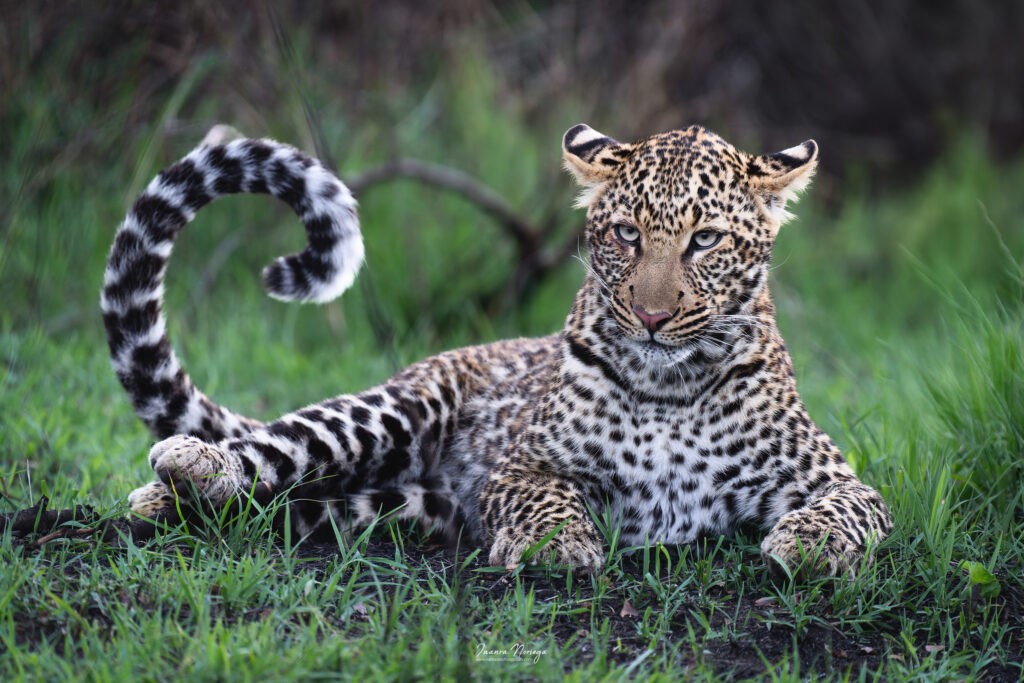 Masai mara 24