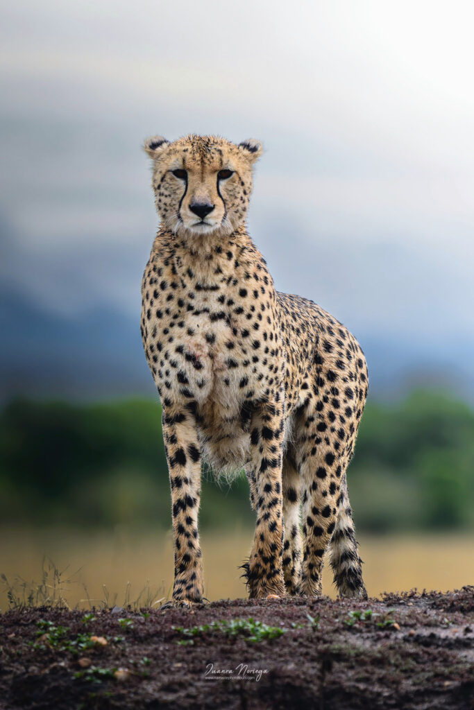 Masai mara 25