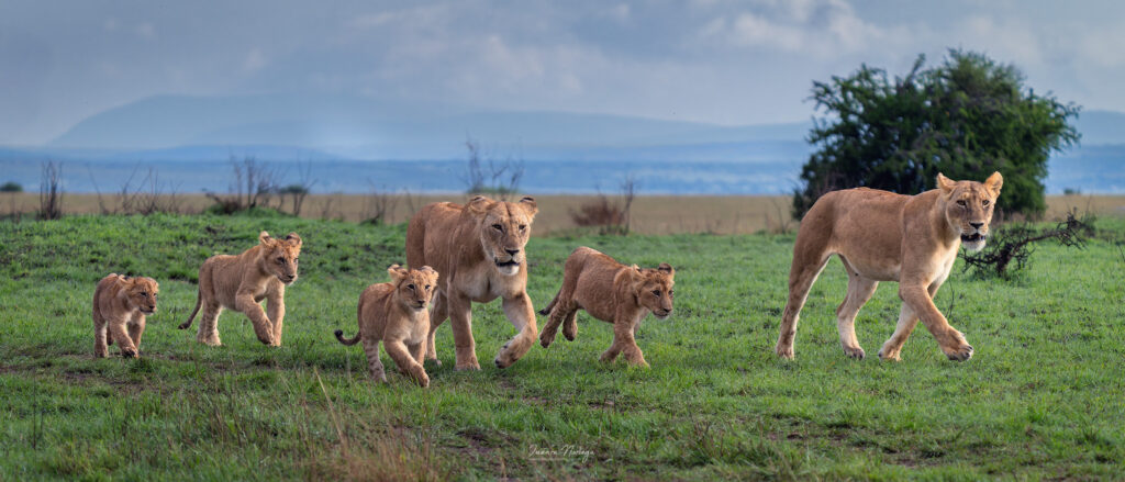 Masai mara 26