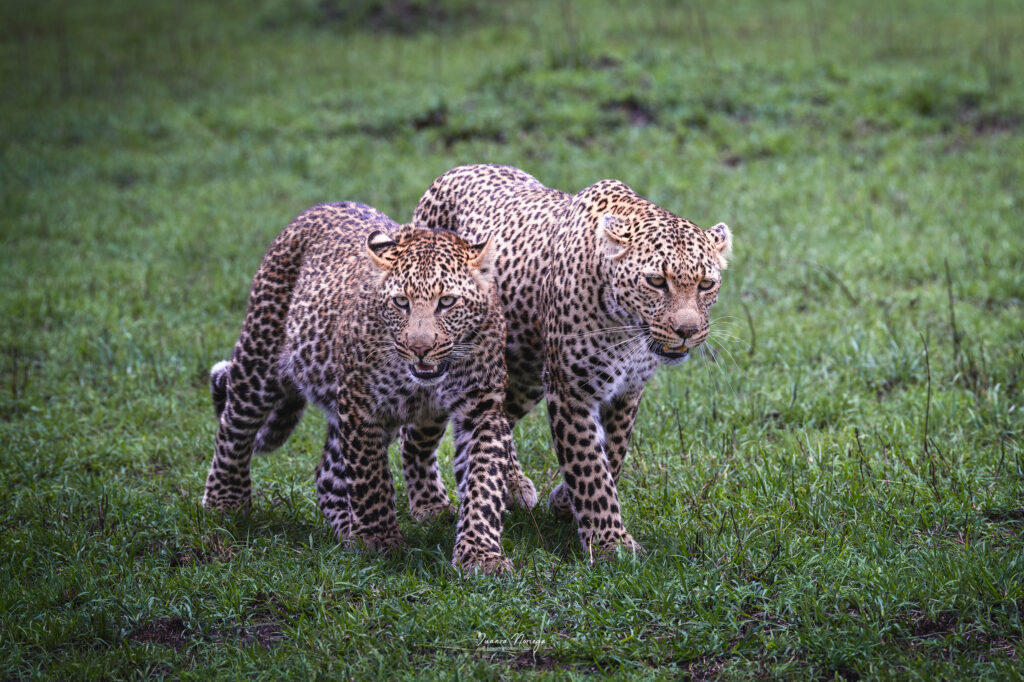 Masai mara 27