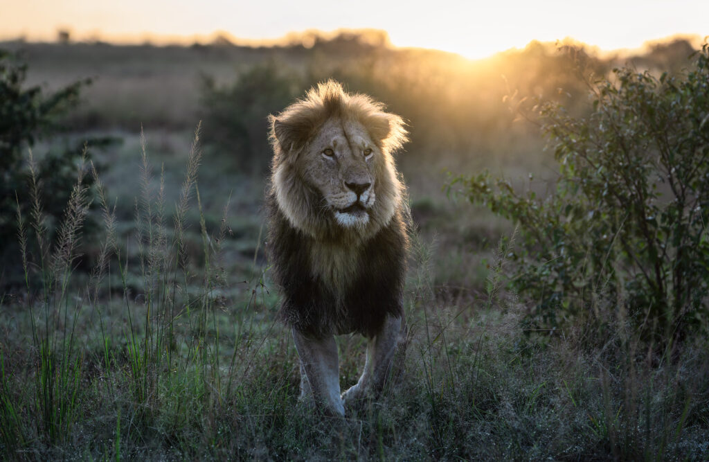 Masai mara 28 2