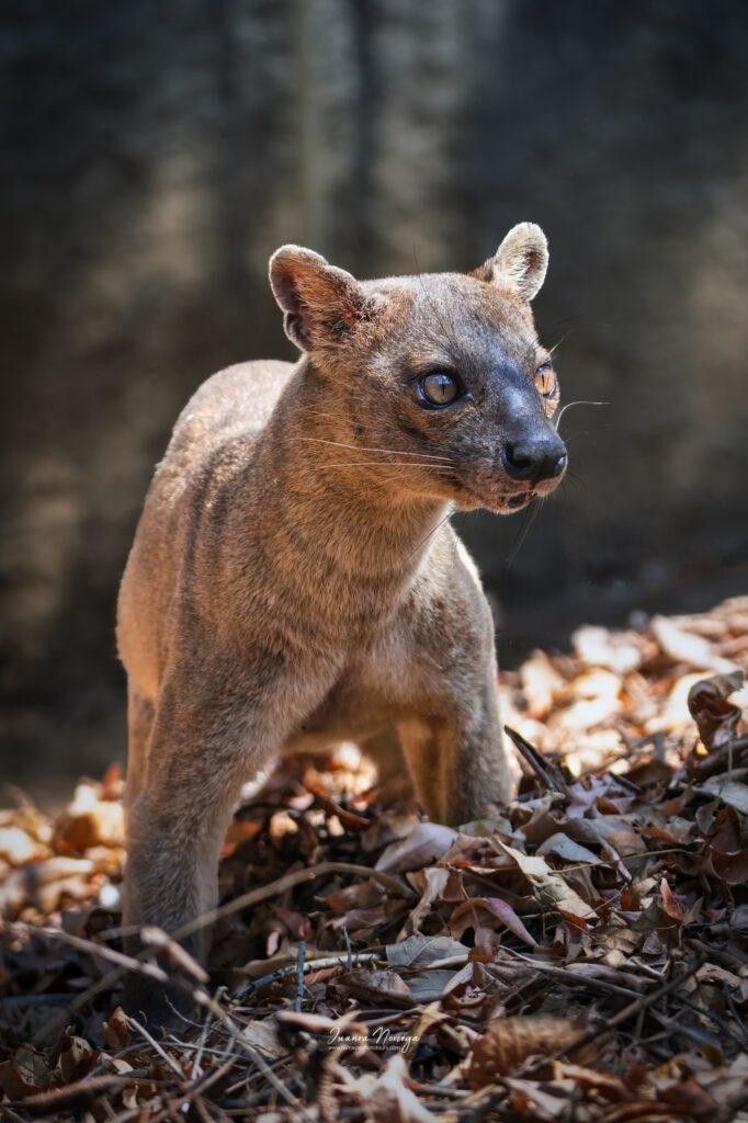 Madagascar18